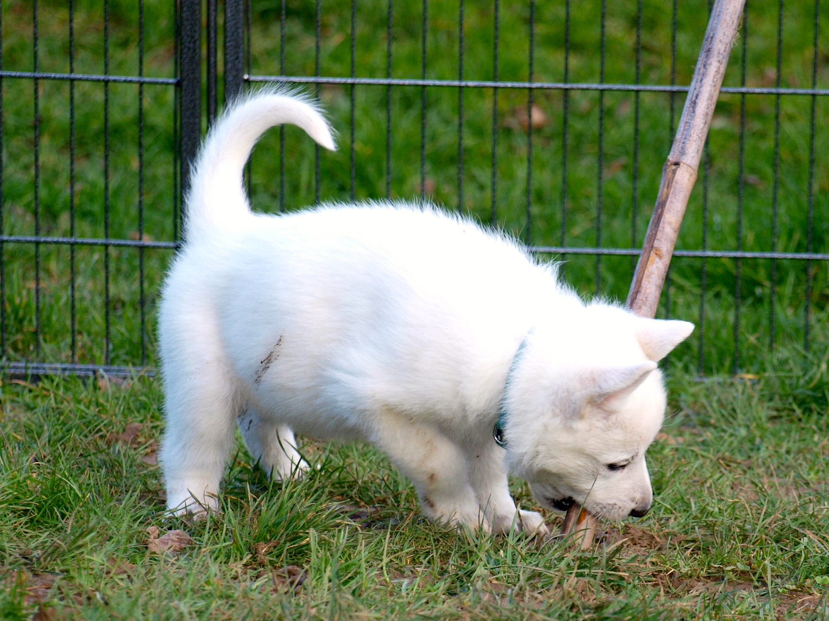 kleiner Hund - großer Stock