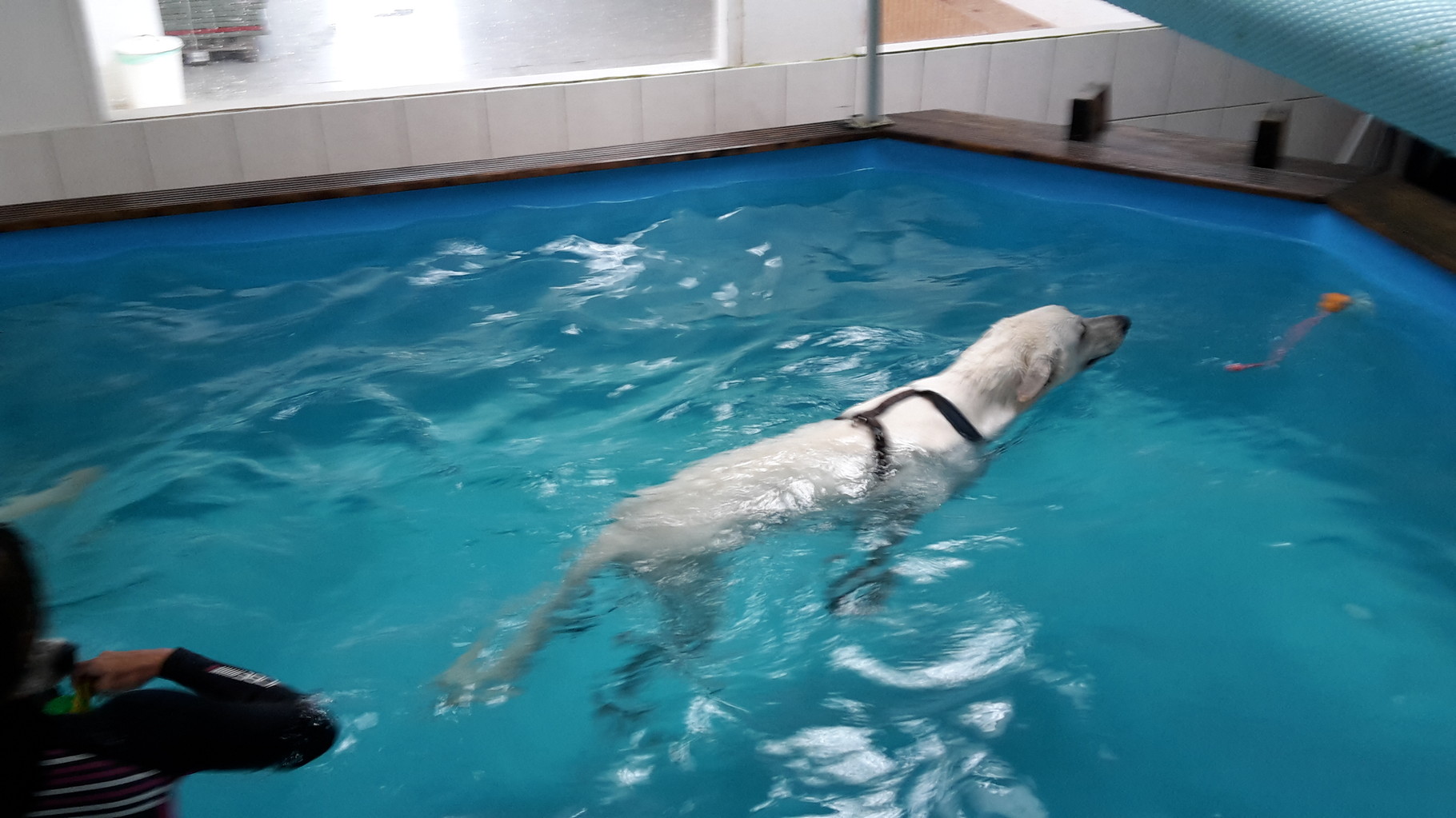 Cody beim wöchentlichen Schwimmen