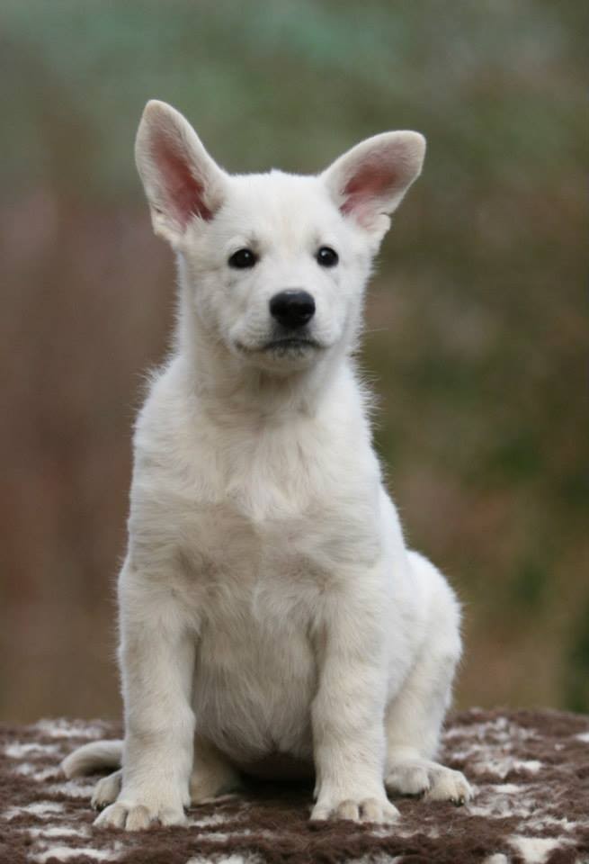 Akira, 7,5 Wochen