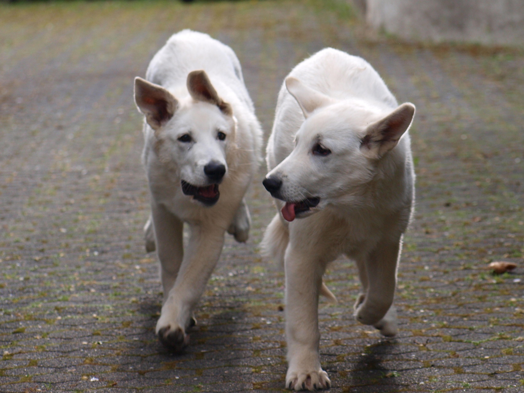 links Abey, rechts Milka