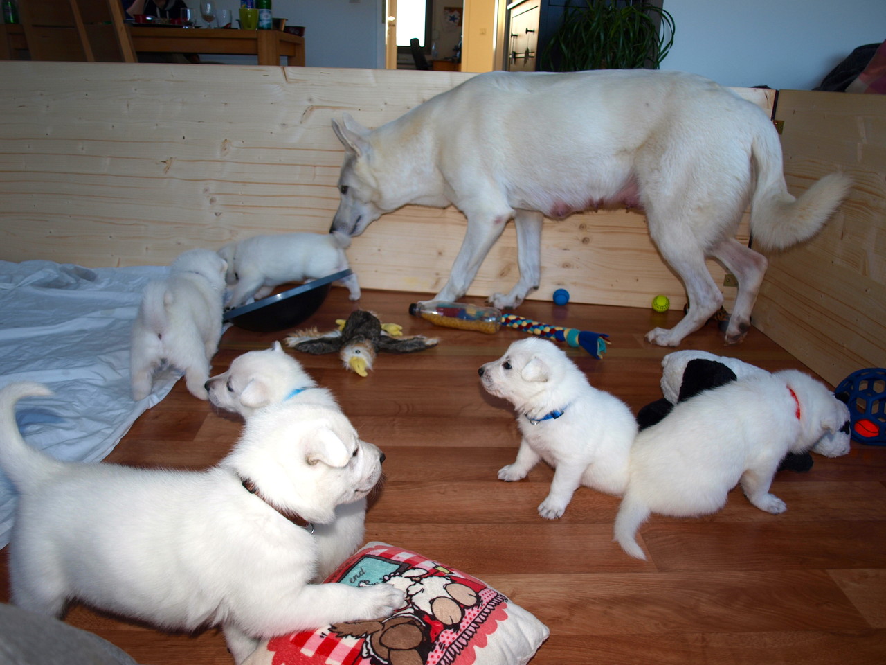 alle sind wach