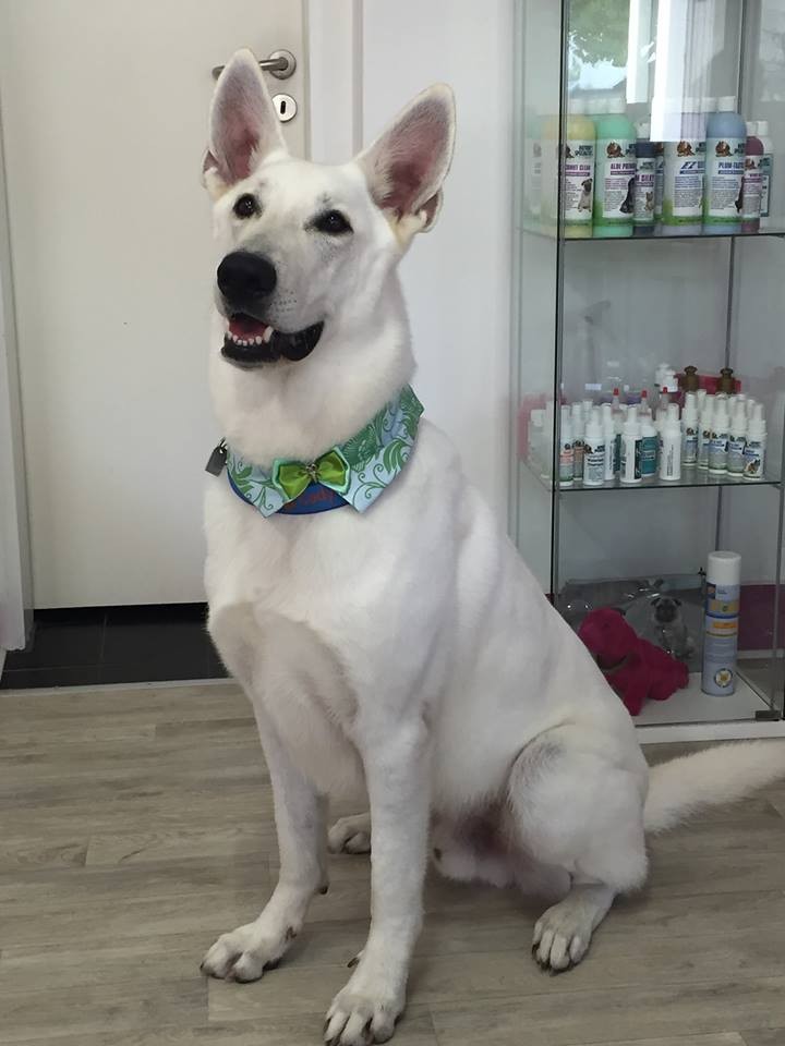 Cody, 2 Jahre