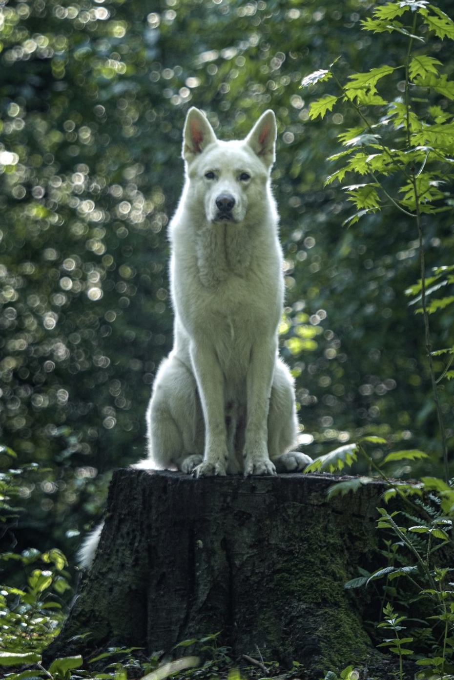 Yuki