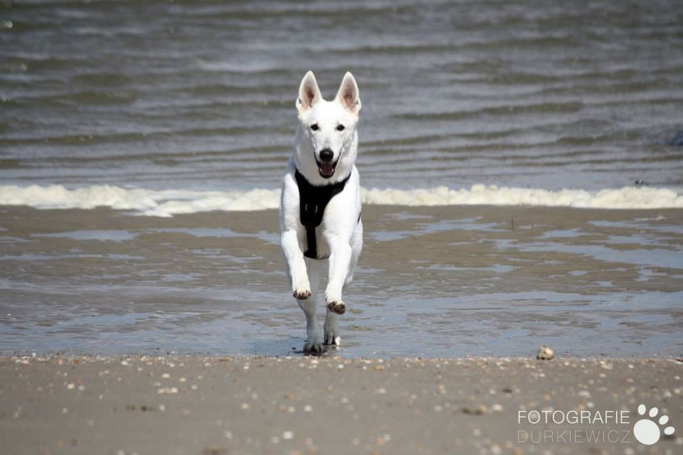 MEIN Hund