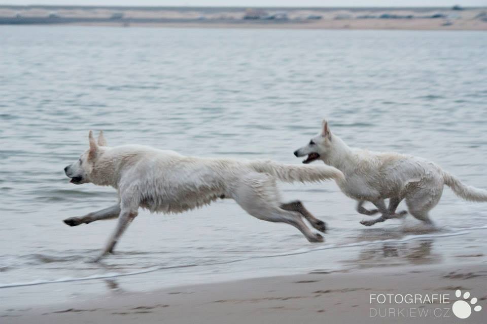 Sprint!