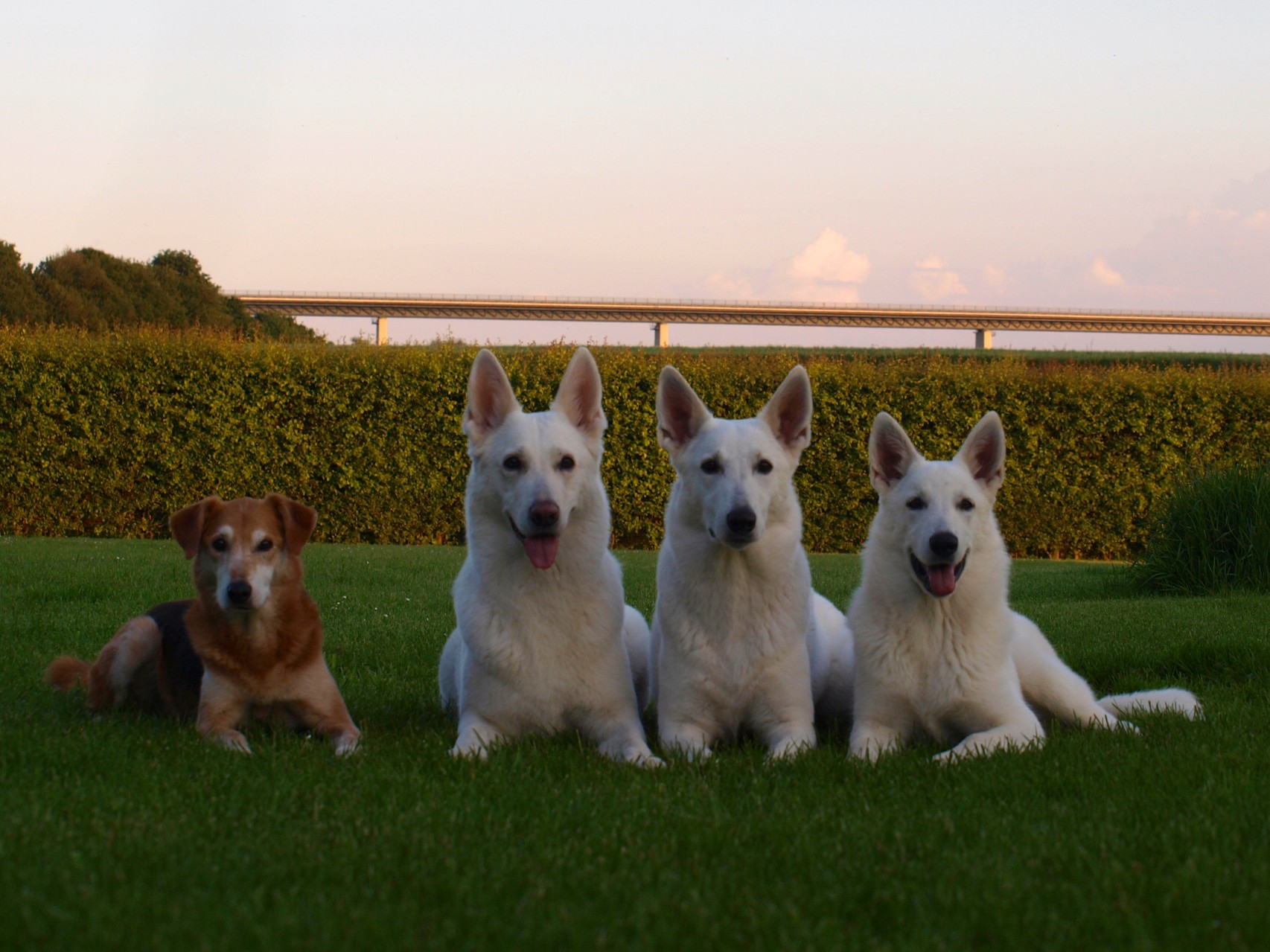 Ronja, Gaia, Arjuna, Milka