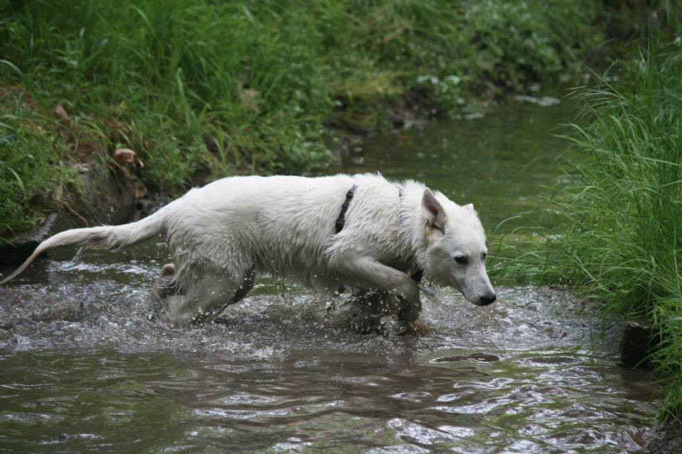 Milow geht auch gerne ins Wasser