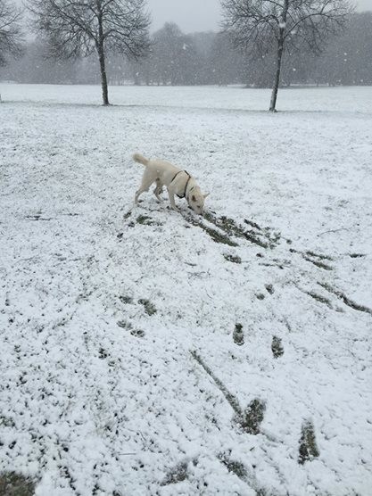 Schnee
