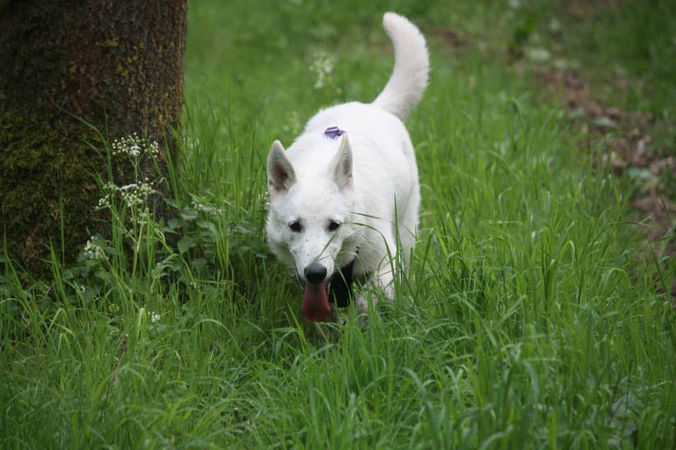 Milka