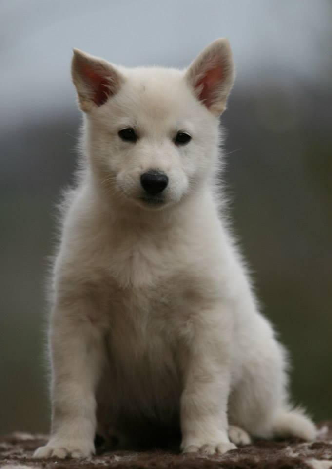 Milka, 7,5 Wochen