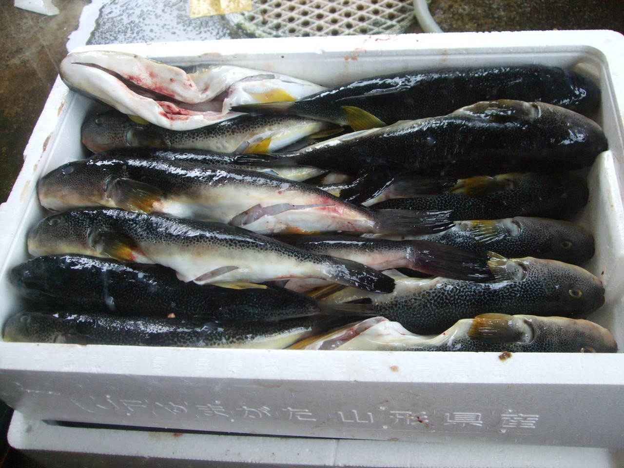 ごまふぐ入荷 糠漬け ぬか漬け 粕漬け かす漬け 油与商店 金沢 金石漁港