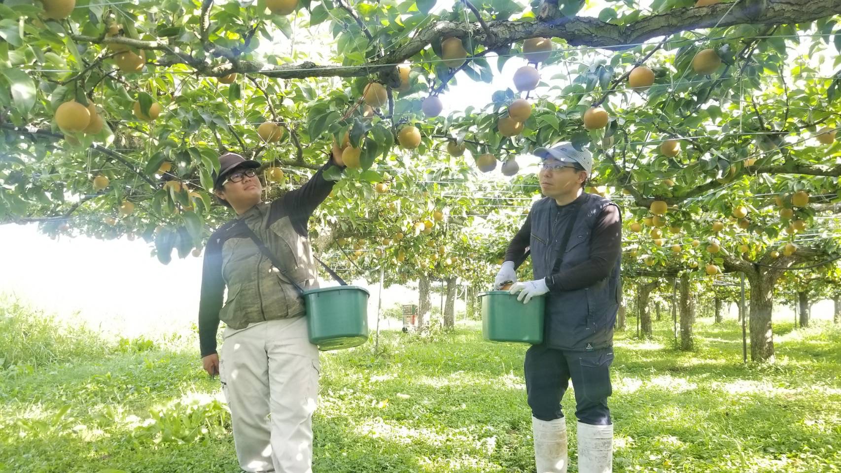 びわこもりやまフルーツランドの思い - 滋賀守山 びわこもりやま
