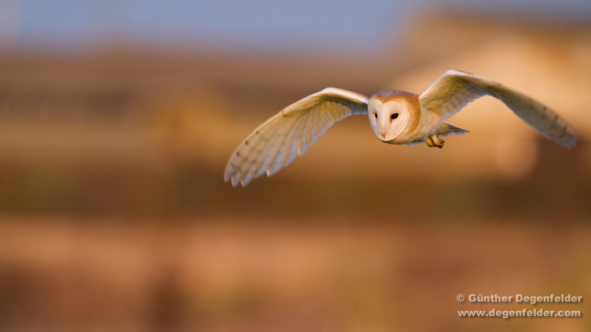 Norfolk - Barn Owl