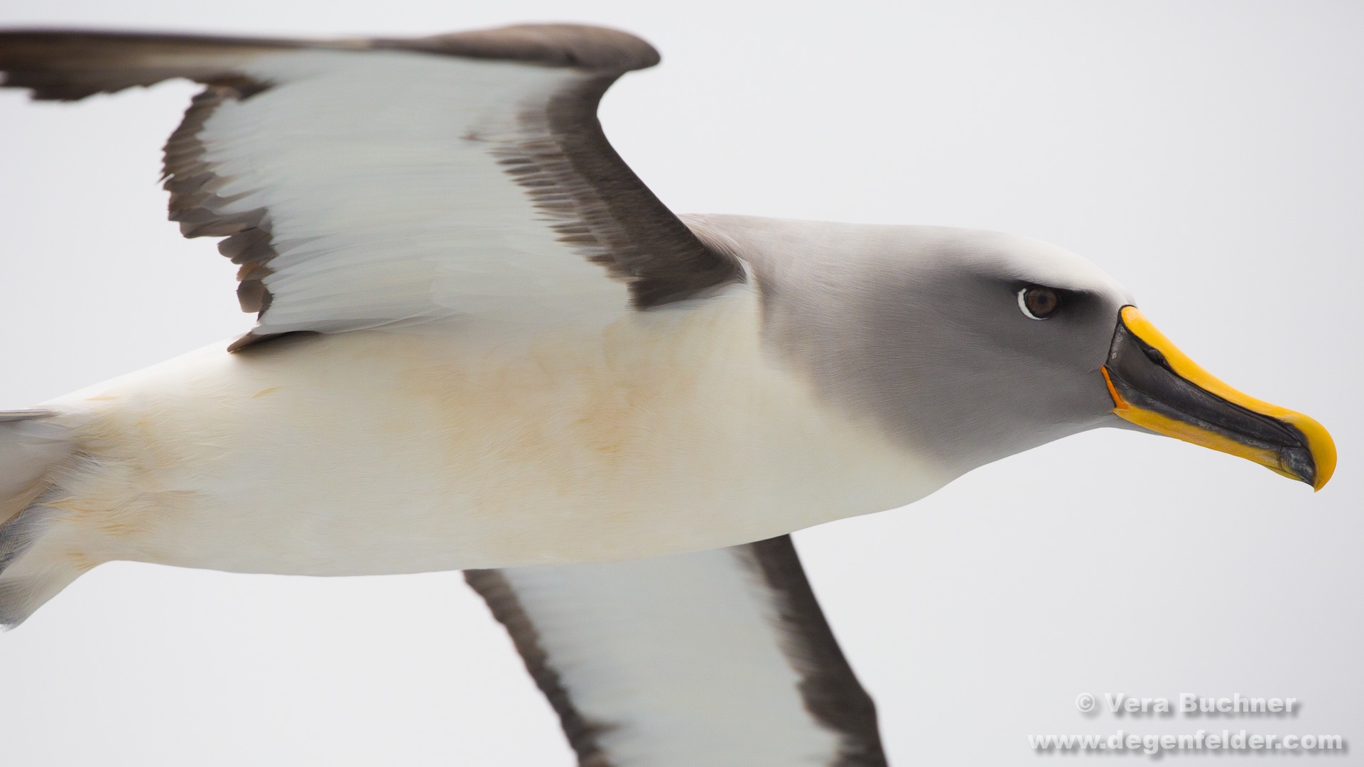 Neuseeland - Buller-Albatros