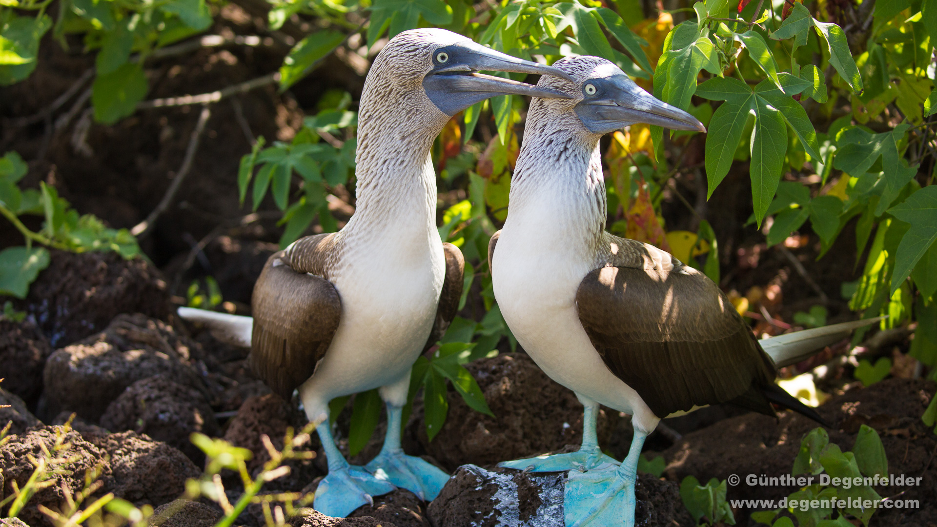 Galapagos - Blaufußtölpel