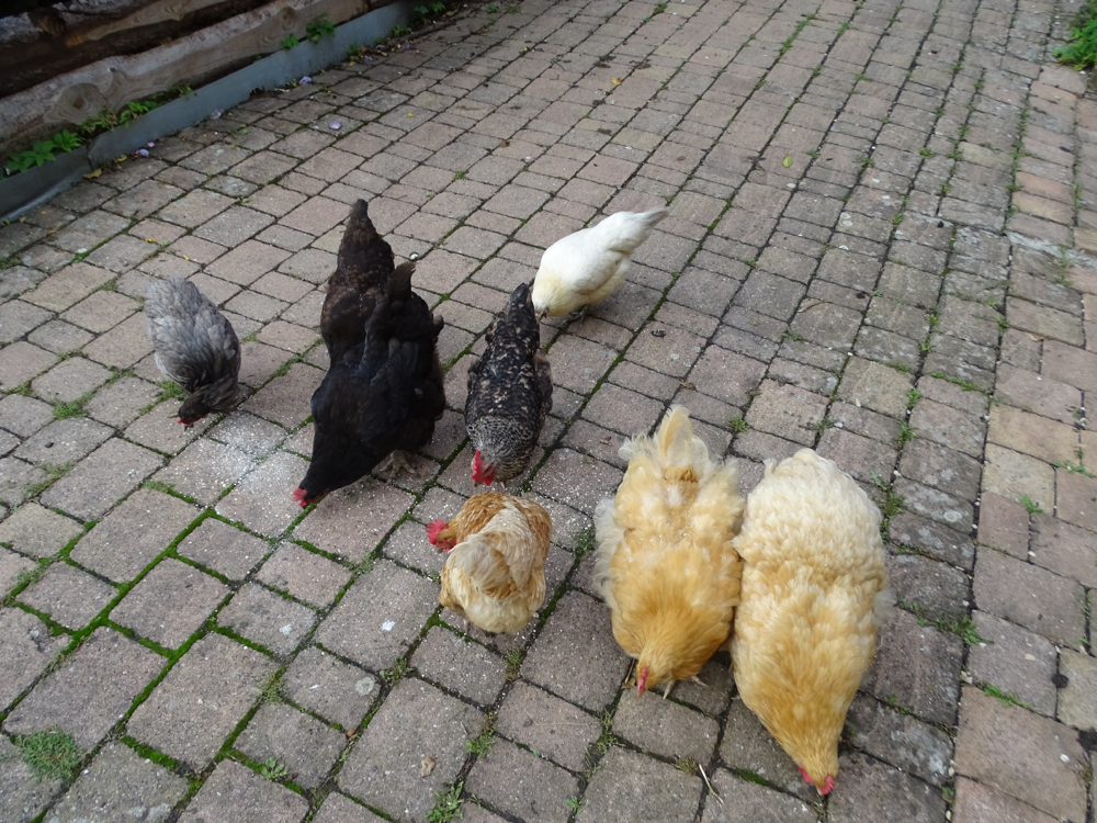 Das ist unsere Hühner Truppe 