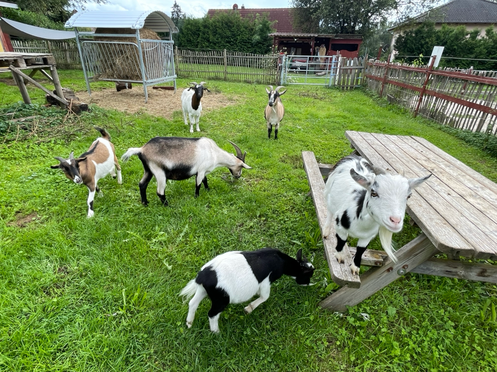Das ist dann unsere kleine Ziegen Familie. Erst hatten wir uns die großen Ziegen gekauft und jetzt so vor anderthalb Jahren die kleinen aus der Reutemühle dazu geholt 