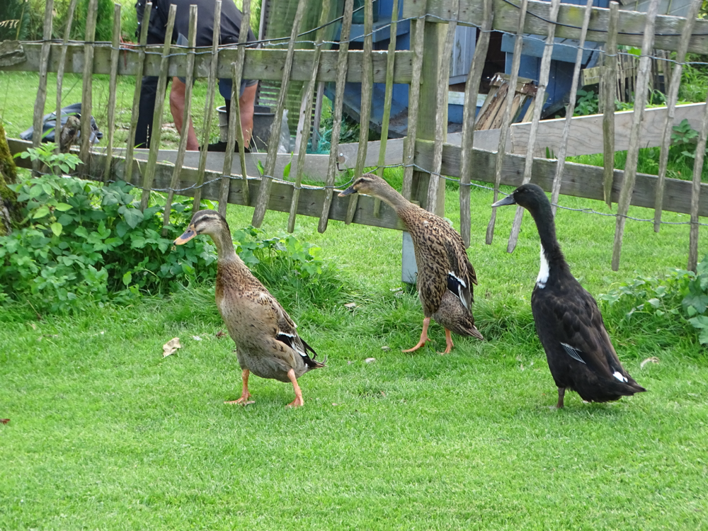 Das ist unsere Enten Truppe 