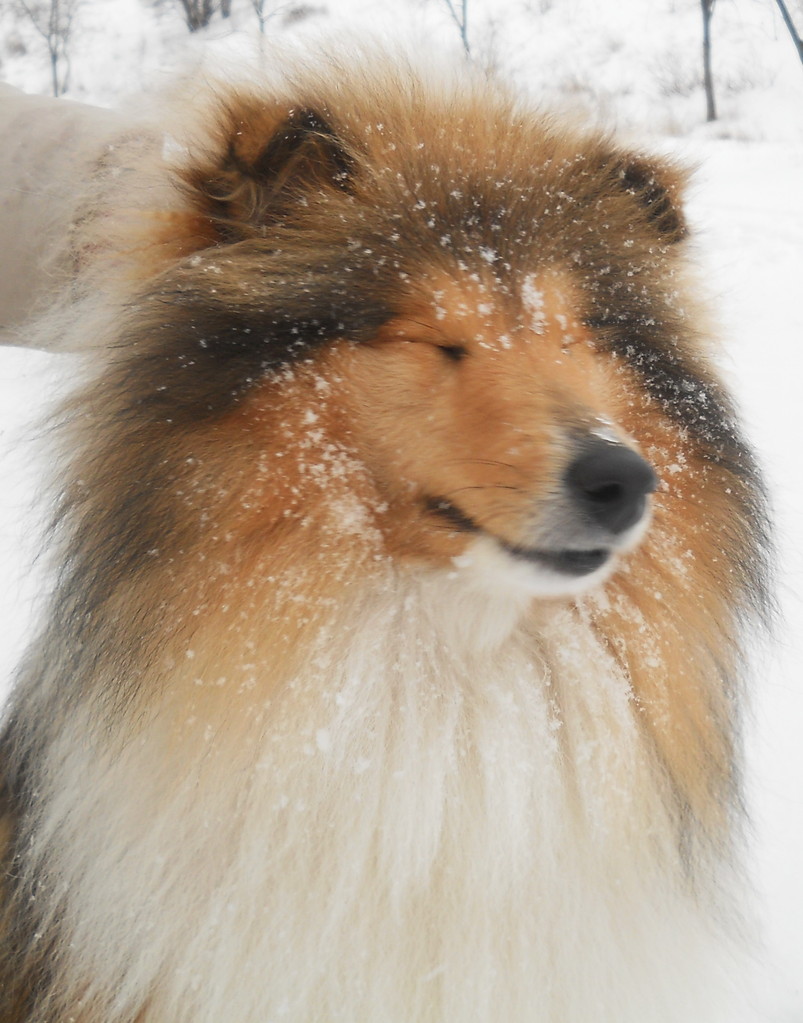 GOLDEN SHORE collies - snowy walk 2013 