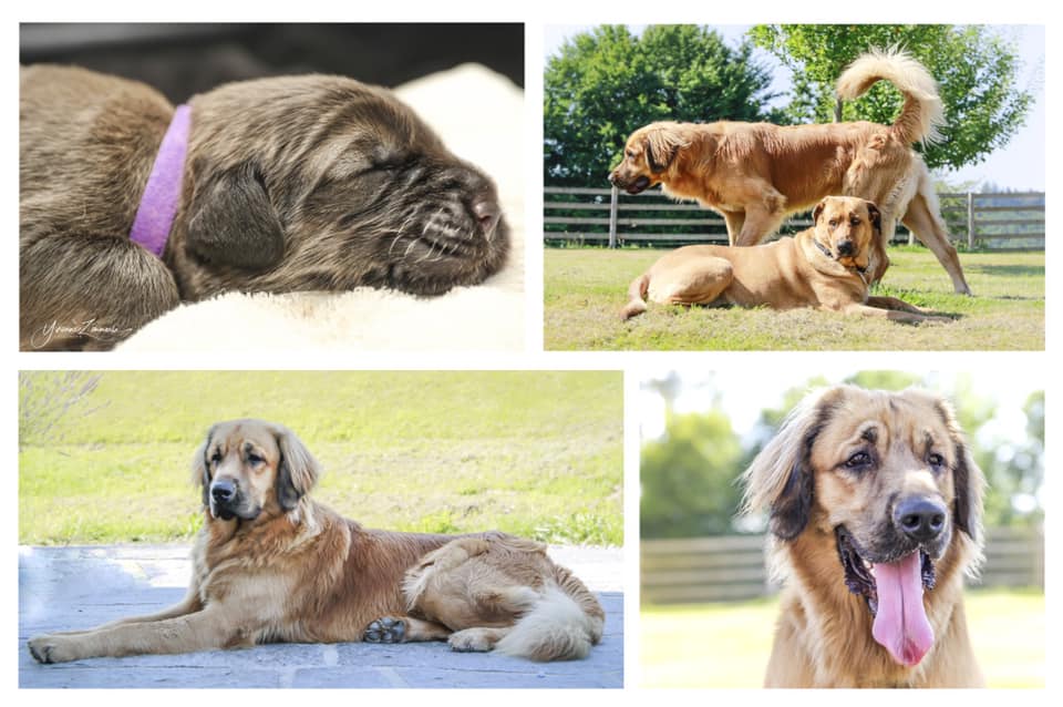 Pin By Tobias T On Broholmer Gerd Dog Breeds Dogs Animals And Pets