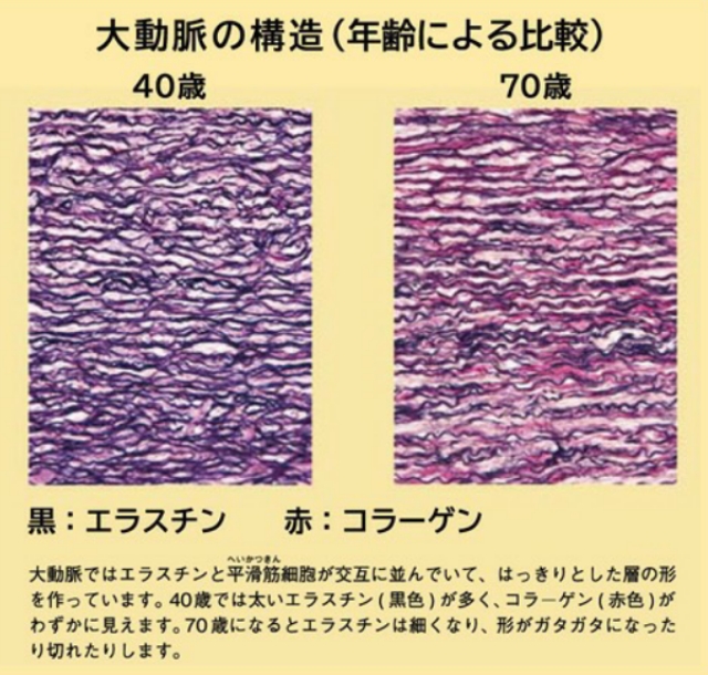 高純度エラスチン　コラーゲン　大動脈　