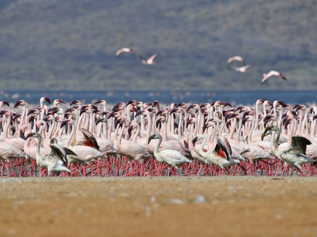 Flamingos nains (Lac bogoria-Kenya)
