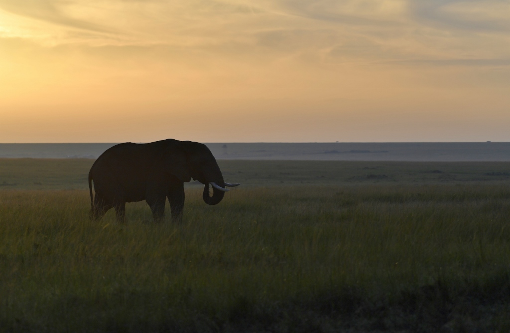 Eléphant (Masai Mara-Kenya) 