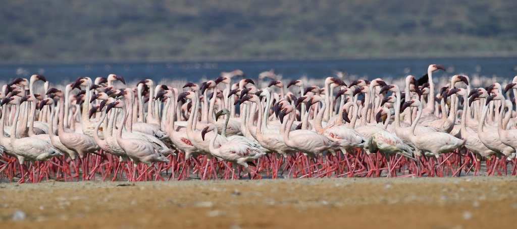 Flamingos nains (Lac bogoria-Kenya)