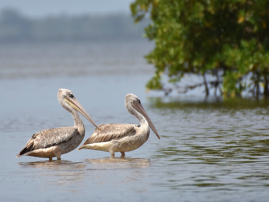 Pélicans gris (Delta du Sine Saloum-Sénégal)