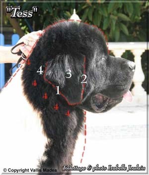 Toiletter Son Terreneuve Allsparks Newfoundlands