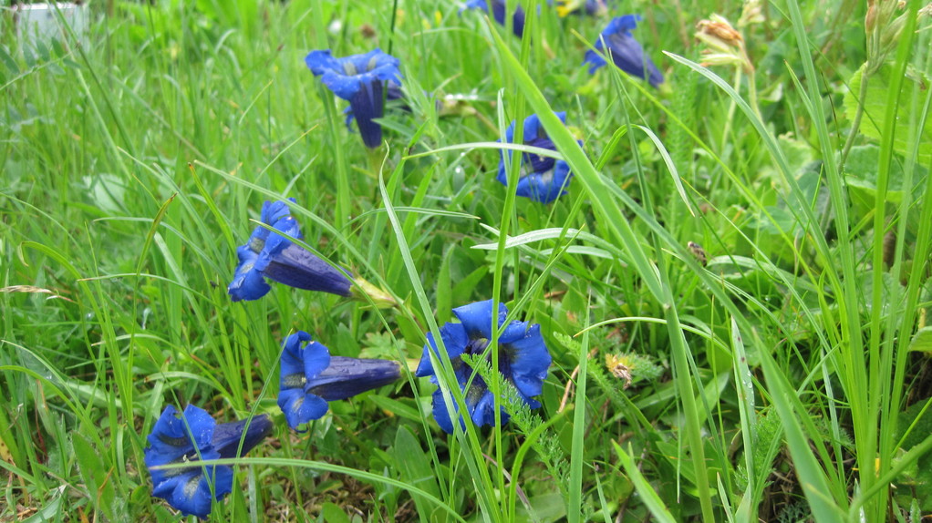 Wiesenenzian