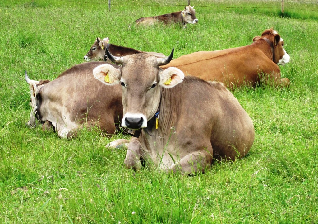 Allgäuer Kühe