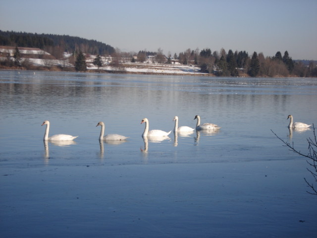 Schwäne auf dem Lechsee