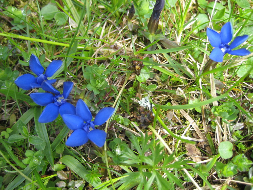 Wiesenenzian