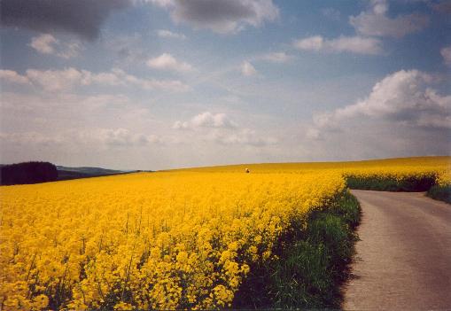 Rapsfeld bei Fronhofen