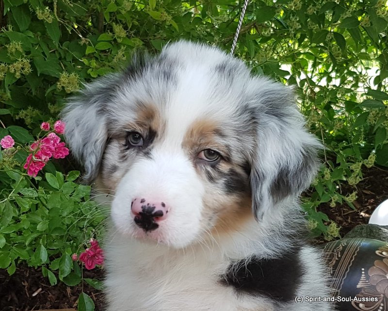 Rüde blue merle