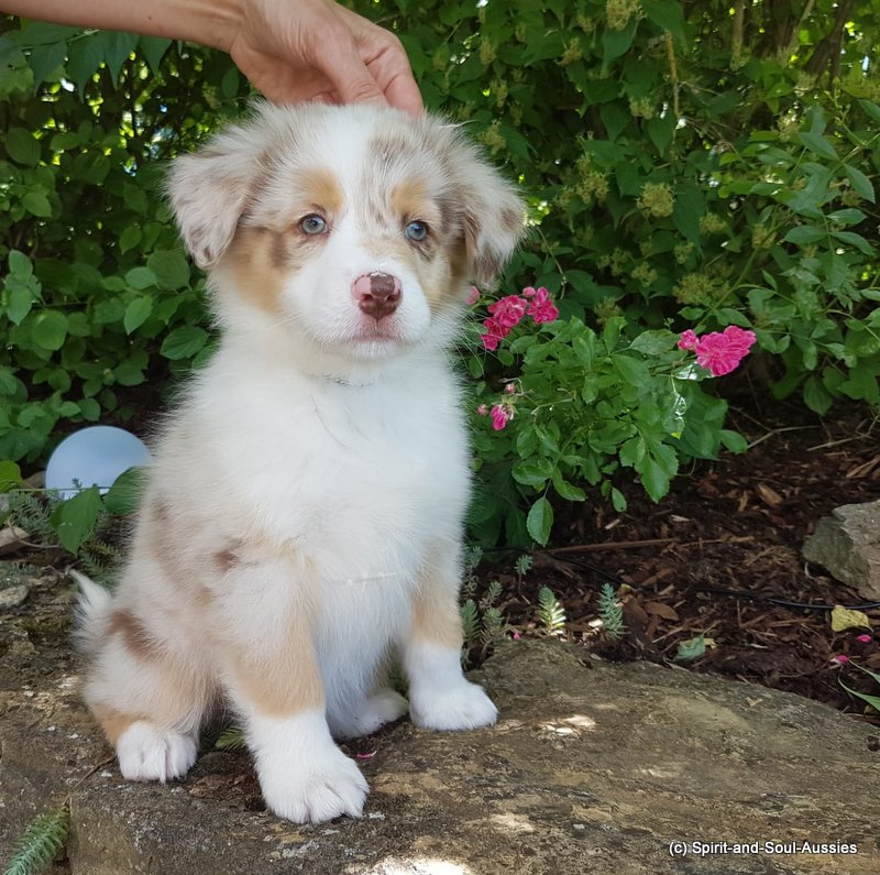 Hündin red merle