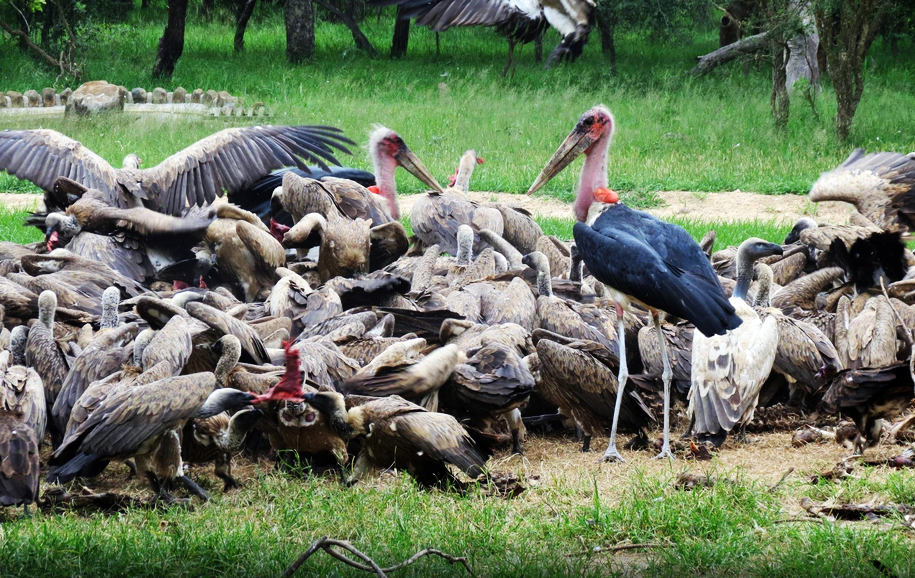 Afrique du Sud / Mozambique 