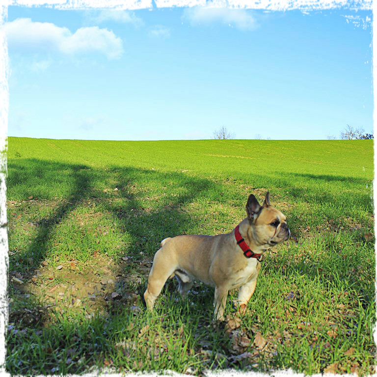 bouledogue français Maddox