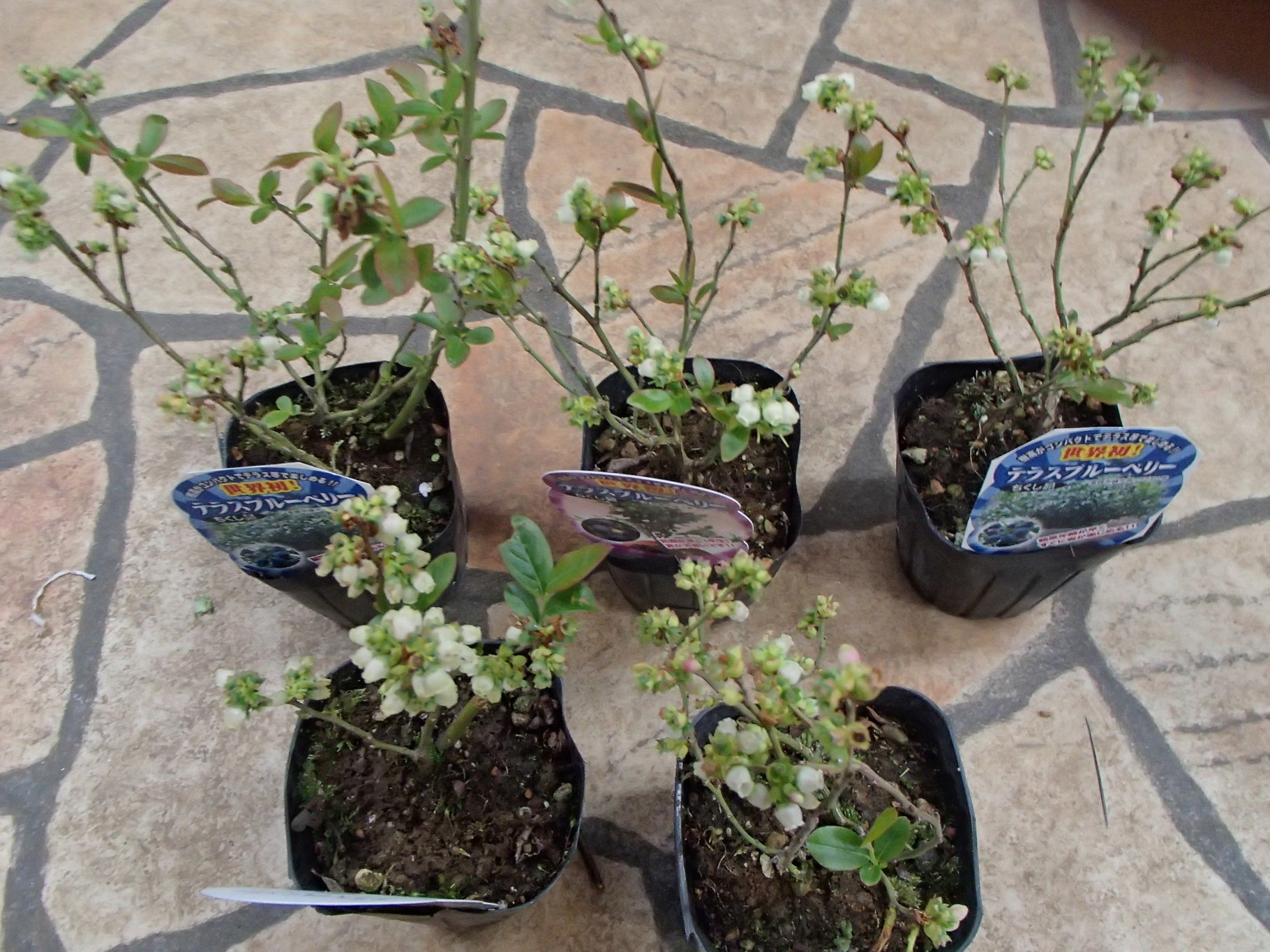 世界初の超コンパクトブルーベリー - 沼津農園