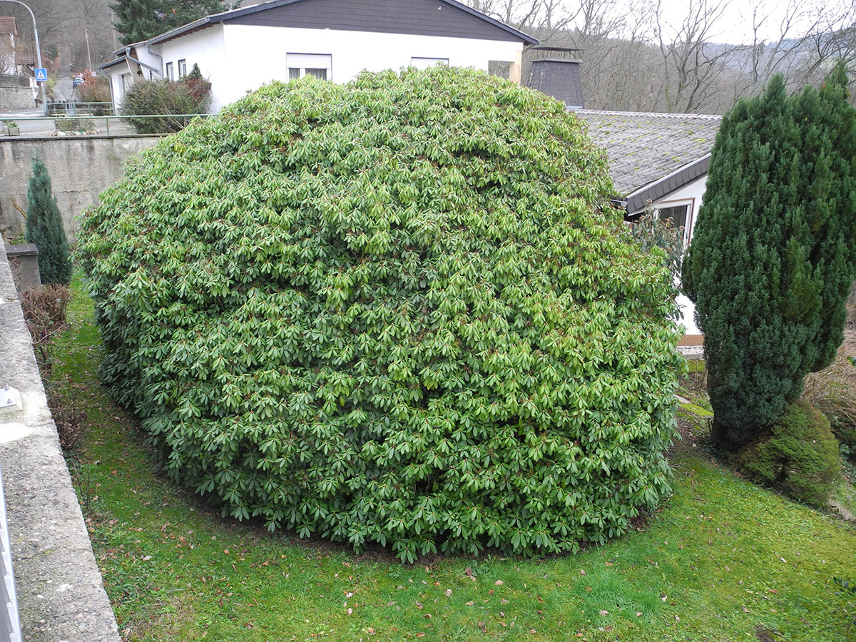 Riesen-Rhododendron in Altweilnau
