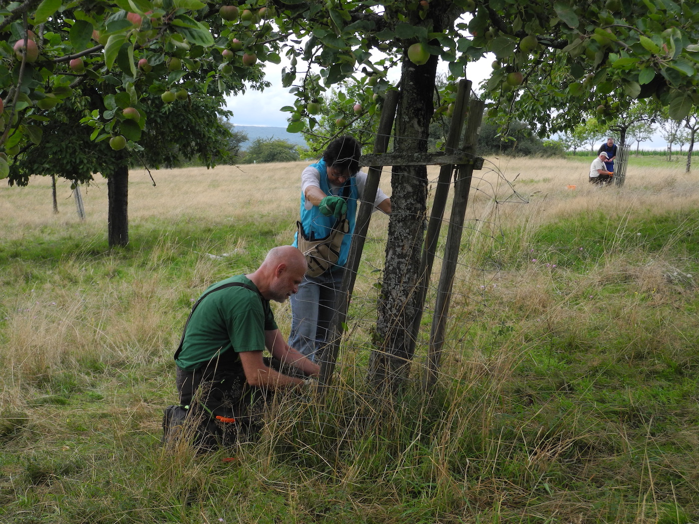 Alten Draht und lose Pfähle ... 