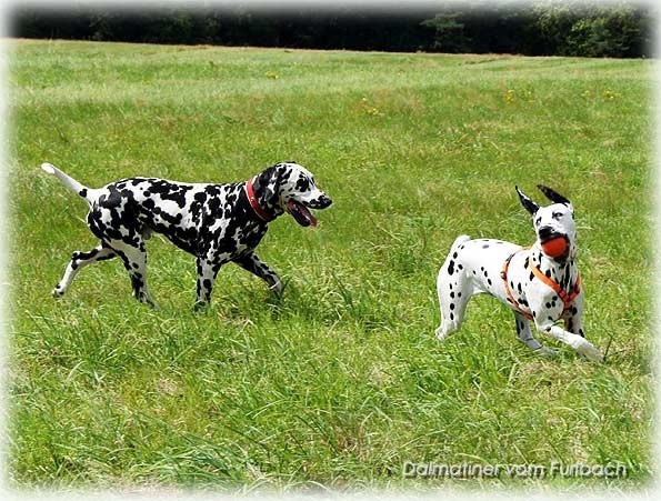 Elton & Fanny vom Furlbach