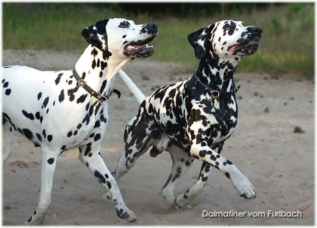 Fanny & Elton vom Furlbach