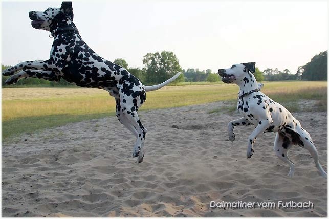 Elton und Fanny vom Furlbach