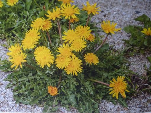 fiche 236 - Taraxacum officinale