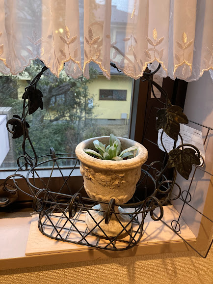 小さな観葉植物を飾って、ごきげん♪
