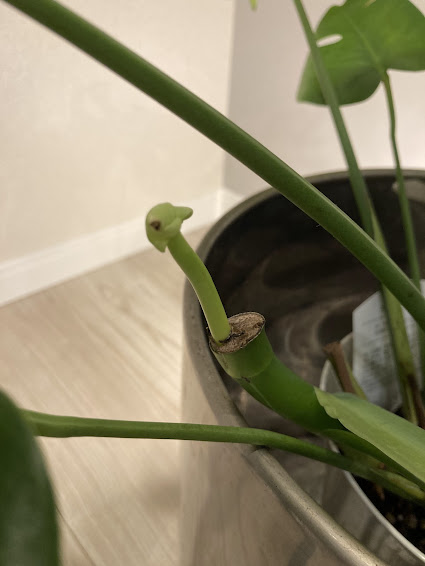 フェイクではない観葉植物の魅力
