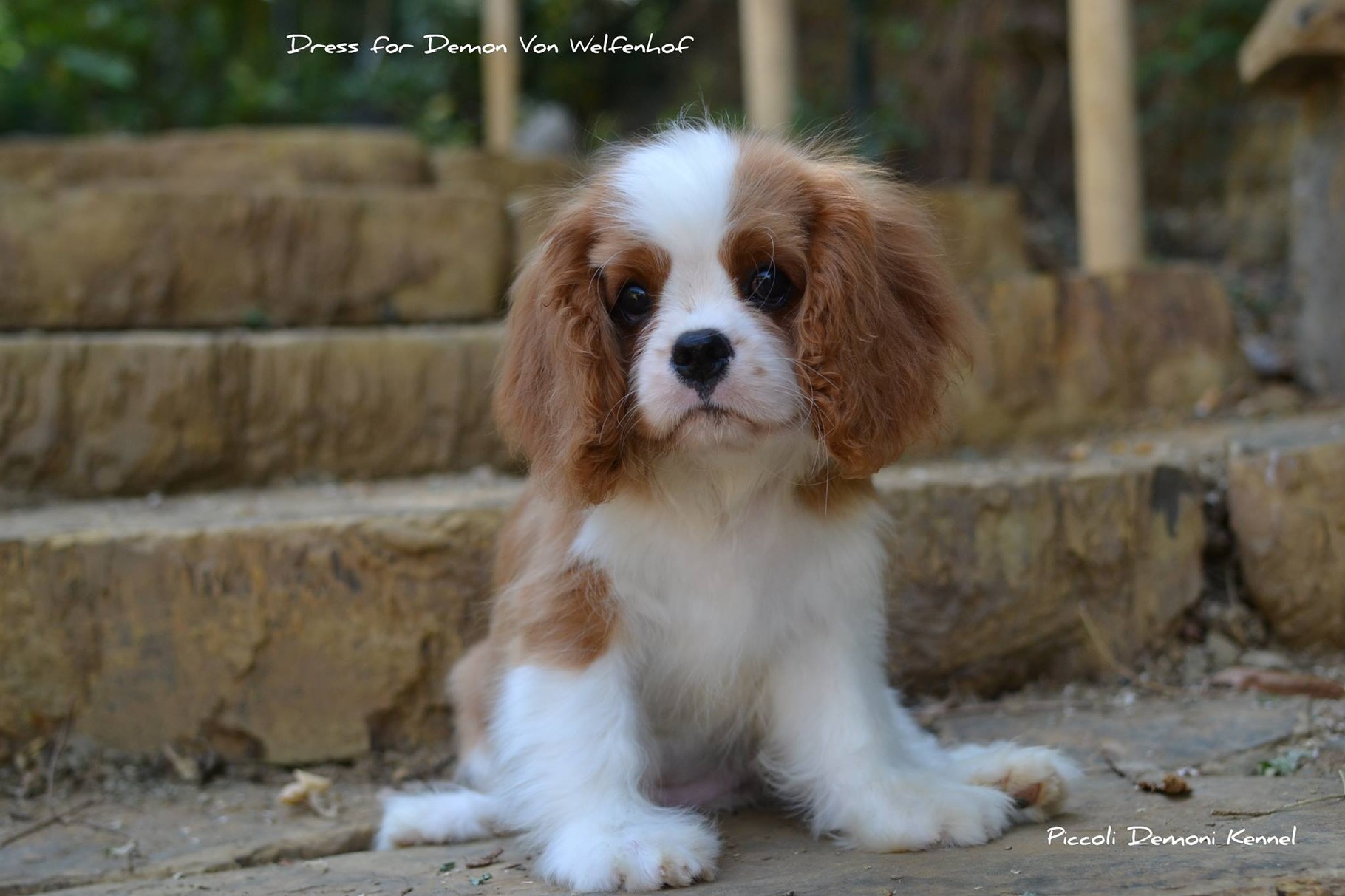 Cuccioli Cavalier Allevamento Cavalier King Charles