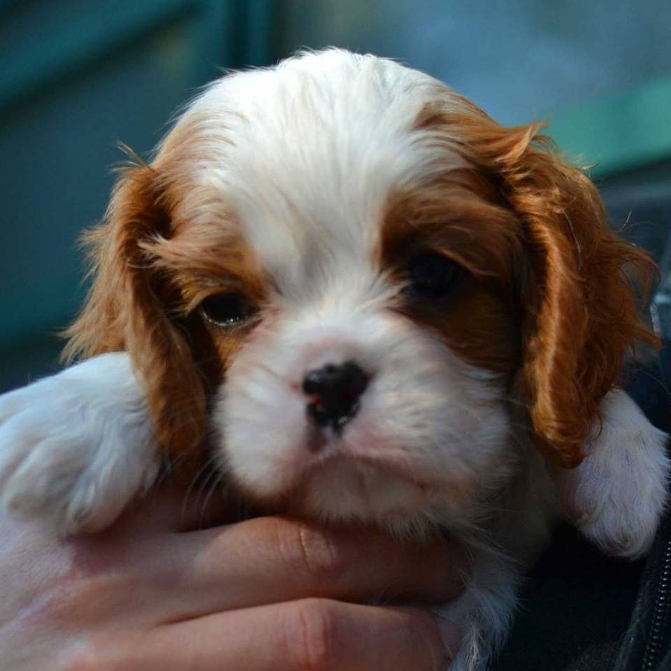 Cuccioli Cavalier Allevamento Cavalier King Charles